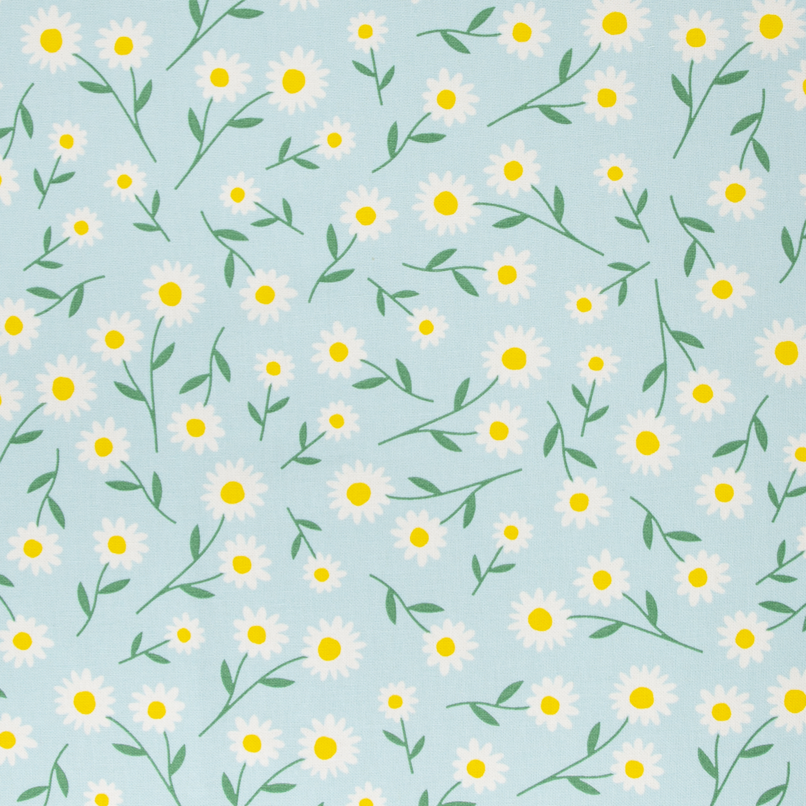 808252 Daisies, ligth blue